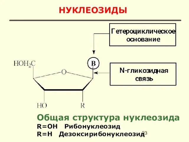 НУКЛЕОЗИДЫ Общая структура нуклеозида R=OH Рибонуклеозид R=H Дезоксирибонуклеозид