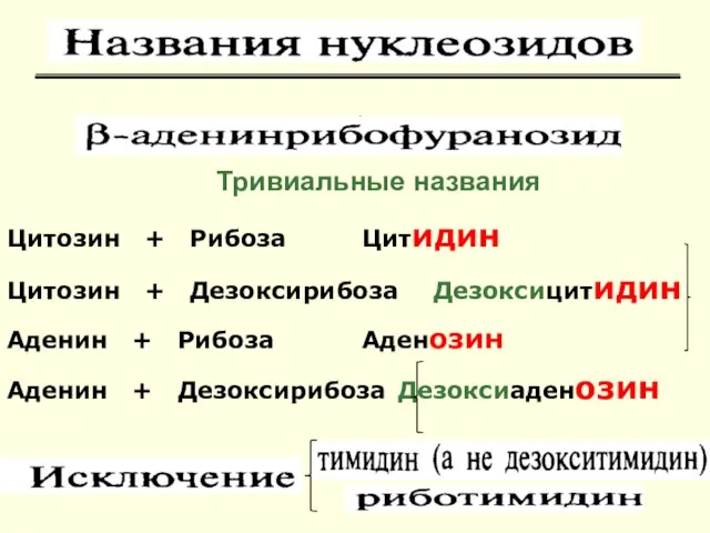 Цитозин + Рибоза Цитидин Цитозин + Дезоксирибоза Дезоксицитидин Аденин + Рибоза Аденозин