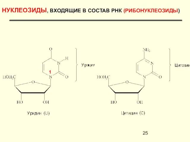 НУКЛЕОЗИДЫ, ВХОДЯЩИЕ В СОСТАВ РНК (РИБОНУКЛЕОЗИДЫ) 1