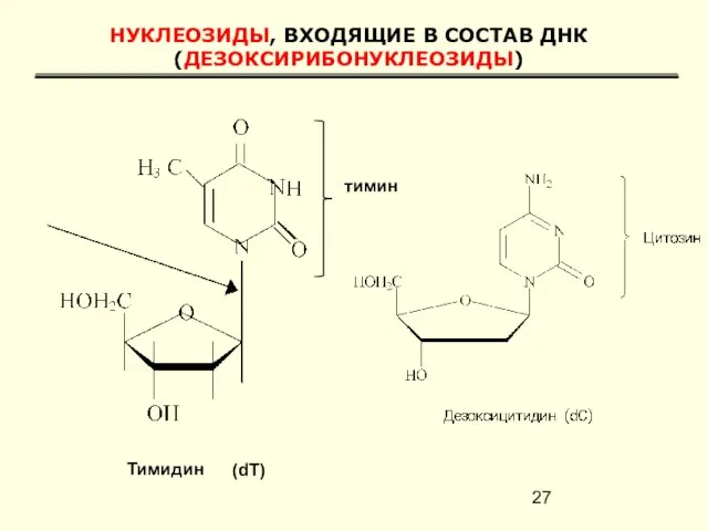 НУКЛЕОЗИДЫ, ВХОДЯЩИЕ В СОСТАВ ДНК (ДЕЗОКСИРИБОНУКЛЕОЗИДЫ) Тимидин (dT) тимин