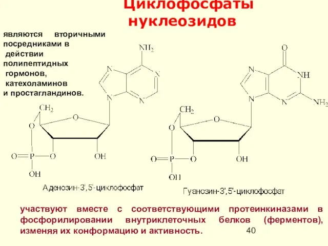 Циклофосфаты нуклеозидов участвуют вместе с соответствующими протеинкиназами в фосфорилировании внутриклеточных белков (ферментов),