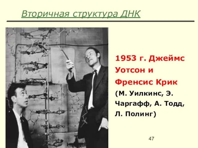 Вторичная структура ДНК 1953 г. Джеймс Уотсон и Френсис Крик (М. Уилкинс,