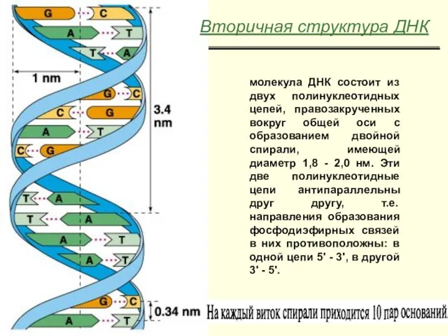 Вторичная структура ДНК молекула ДНК состоит из двух полинуклеотидных цепей, правозакрученных вокруг