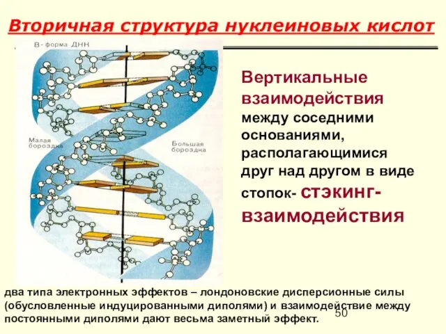 Вторичная структура нуклеиновых кислот Вертикальные взаимодействия между соседними основаниями, располагающимися друг над