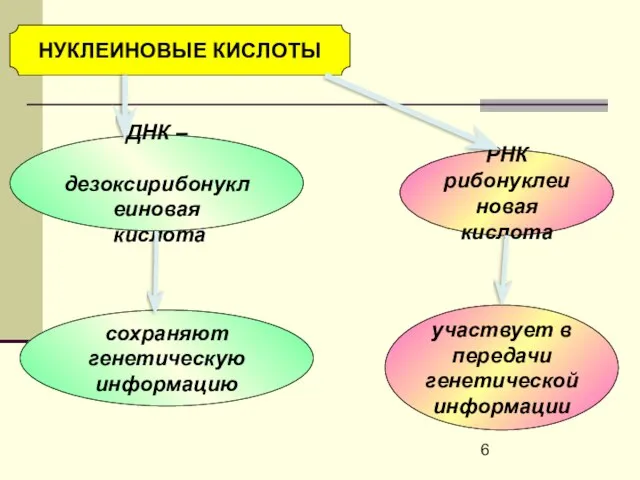 НУКЛЕИНОВЫЕ КИСЛОТЫ ДНК – дезоксирибонуклеиновая кислота РНК рибонуклеиновая кислота сохраняют генетическую информацию