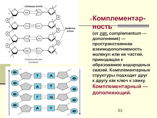 Комплементар-ность (от лат. complementum — дополнение) — пространственная взаимодополняемость молекул или их