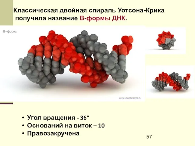 Угол вращения - 36° Оснований на виток – 10 Правозакручена Классическая двойная