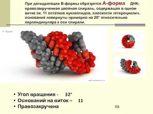 Угол вращения - 32° Оснований на виток – 11 Правозакручена При дегидратации