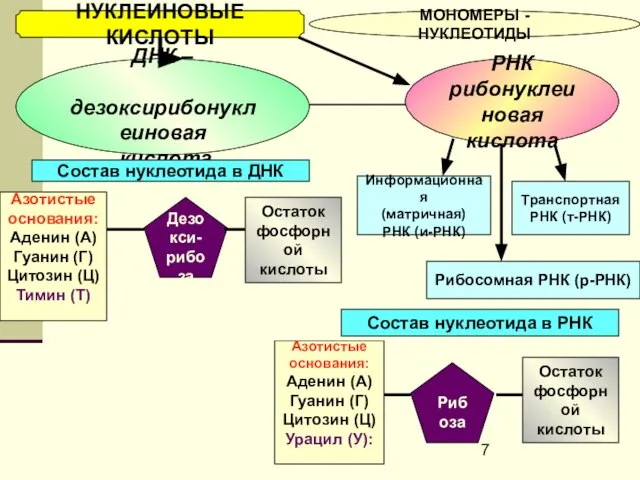 НУКЛЕИНОВЫЕ КИСЛОТЫ МОНОМЕРЫ - НУКЛЕОТИДЫ ДНК – дезоксирибонуклеиновая кислота РНК рибонуклеиновая кислота