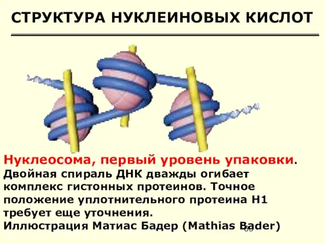 СТРУКТУРА НУКЛЕИНОВЫХ КИСЛОТ Нуклеосома, первый уровень упаковки. Двойная спираль ДНК дважды огибает