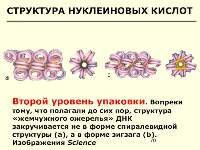 СТРУКТУРА НУКЛЕИНОВЫХ КИСЛОТ Второй уровень упаковки. Вопреки тому, что полагали до сих