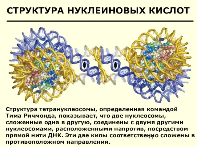 СТРУКТУРА НУКЛЕИНОВЫХ КИСЛОТ Структура тетрануклеосомы, определенная командой Тима Ричмонда, показывает, что две