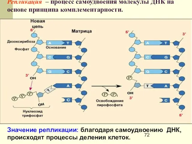 Репликация – процесс самоудвоения молекулы ДНК на основе принципа комплементарности. Значение репликации: