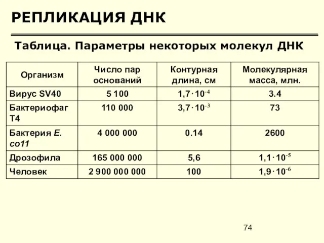 РЕПЛИКАЦИЯ ДНК Таблица. Параметры некоторых молекул ДНК