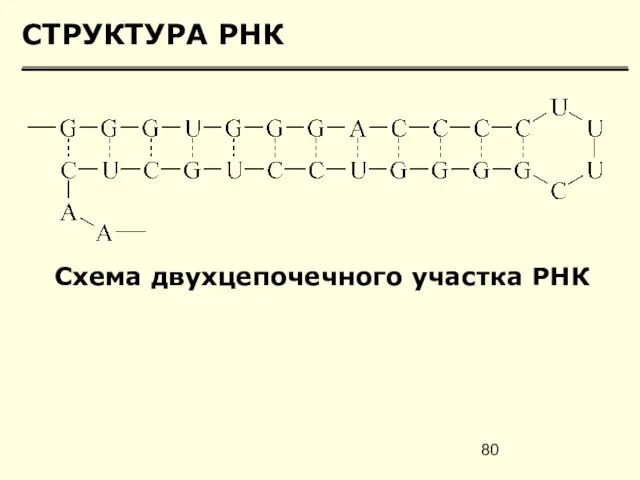 СТРУКТУРА РНК Схема двухцепочечного участка РНК