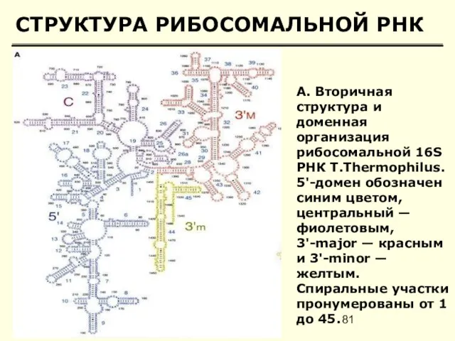 СТРУКТУРА РИБОСОМАЛЬНОЙ РНК А. Вторичная структура и доменная организация рибосомальной 16S РНК