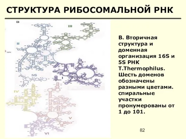 СТРУКТУРА РИБОСОМАЛЬНОЙ РНК B. Вторичная структура и доменная организация 16S и 5S