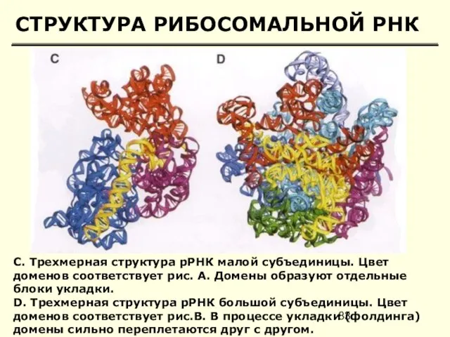 СТРУКТУРА РИБОСОМАЛЬНОЙ РНК C. Трехмерная структура рРНК малой субъединицы. Цвет доменов соответствует