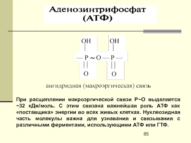 При расщеплении макроэргической связи Р~О выделяется ~32 кДж/моль. С этим связана важнейшая