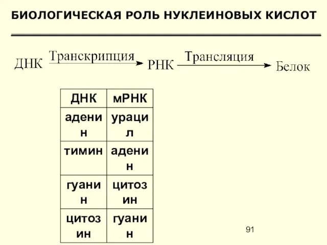 БИОЛОГИЧЕСКАЯ РОЛЬ НУКЛЕИНОВЫХ КИСЛОТ