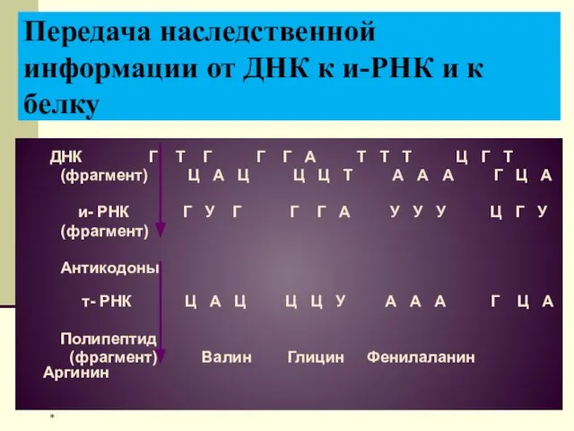 Передача наследственной информации от ДНК к и-РНК и к белку ДНК Г