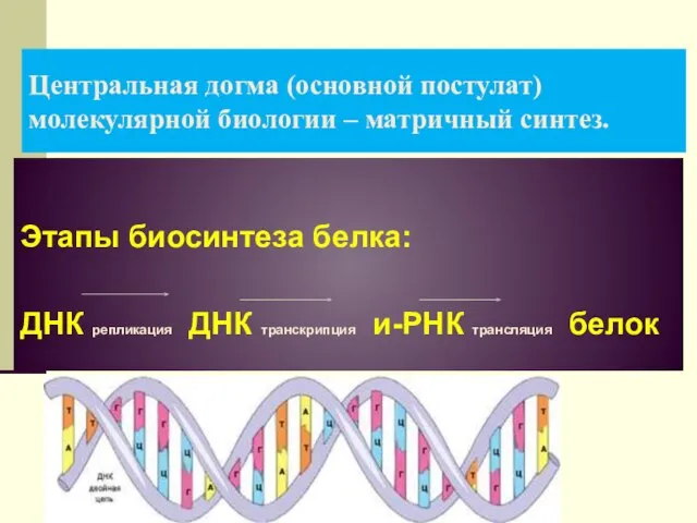 Центральная догма (основной постулат) молекулярной биологии – матричный синтез. Этапы биосинтеза белка: