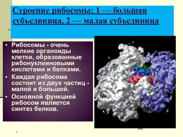 Строение рибосомы: 1 — большая субъединица, 2 — малая субъединица Рибосомы -