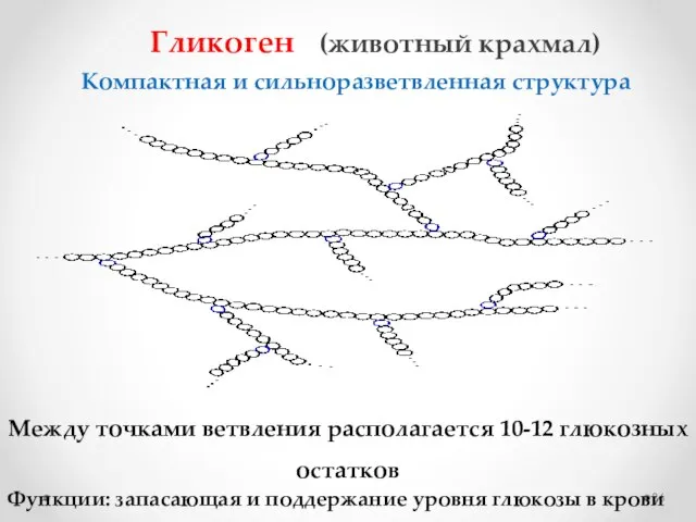 Гликоген (животный крахмал) Между точками ветвления располагается 10-12 глюкозных остатков Функции: запасающая