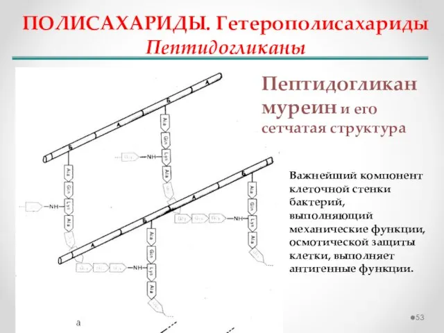 ПОЛИСАХАРИДЫ. Гетерополисахариды Пептидогликаны Пептидогликан муреин и его сетчатая структура Важнейший компонент клеточной