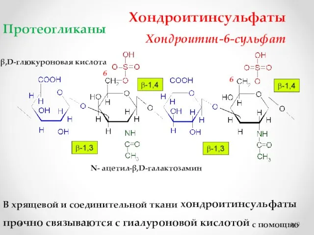 Хондроитинсульфаты Хондроитин-6-сульфат В хрящевой и соединительной ткани хондроитинсульфаты прочно связываются с гиалуроновой