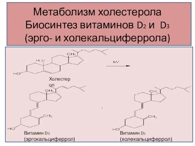 Метаболизм холестерола Биосинтез витаминов D2 и D3 (эрго- и холекальциферрола) Витамин D2