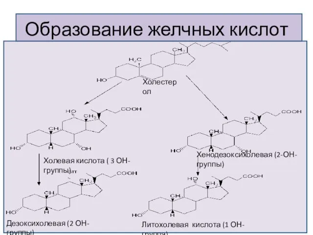 Образование желчных кислот Холестерол Холевая кислота ( 3 ОН-группы) Хенодезоксихолевая (2-ОН-группы) Литохолевая