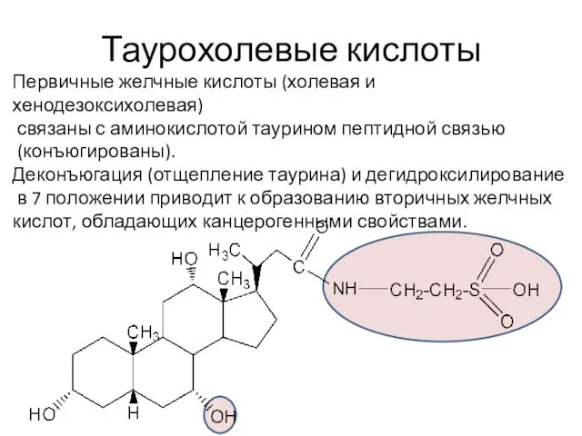 Таурохолевые кислоты Первичные желчные кислоты (холевая и хенодезоксихолевая) связаны с аминокислотой таурином