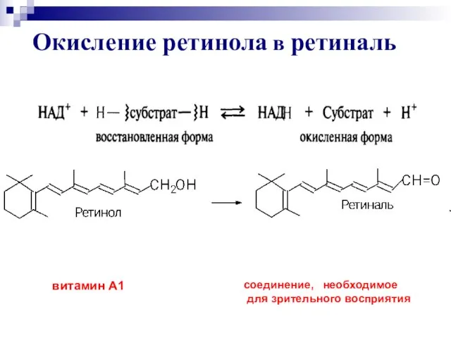 Окисление ретинола в ретиналь витамин А1 соединение, необходимое для зрительного восприятия