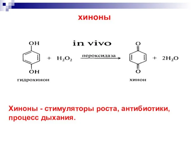 хиноны Хиноны - стимуляторы роста, антибиотики, процесс дыхания.