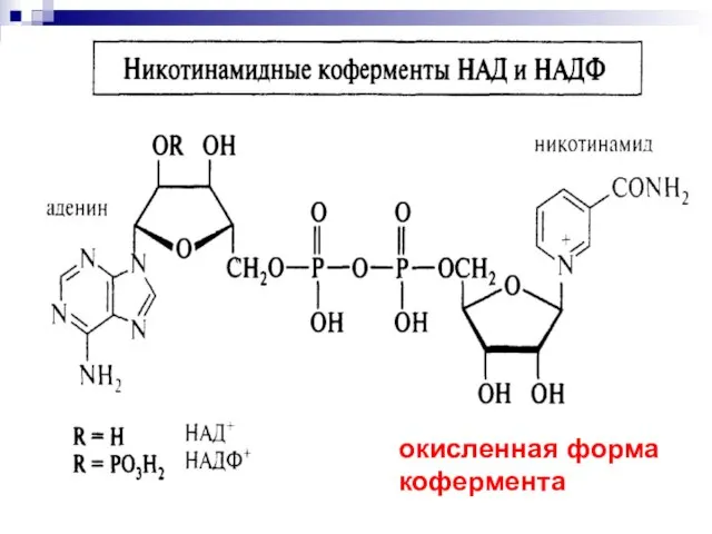 окисленная форма кофермента