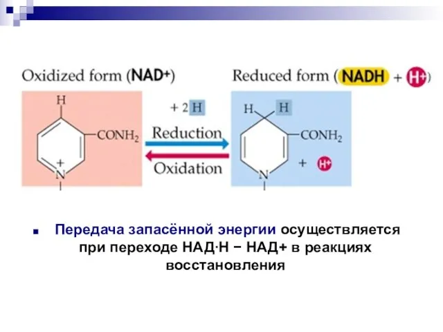 Передача запасённой энергии осуществляется при переходе НАДН  НАД+ в реакциях восстановления