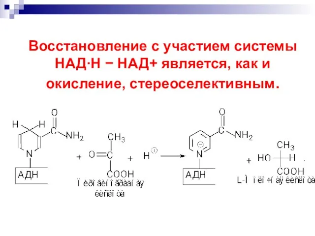 Восстановление с участием системы НАДН  НАД+ является, как и окисление, стереоселективным.