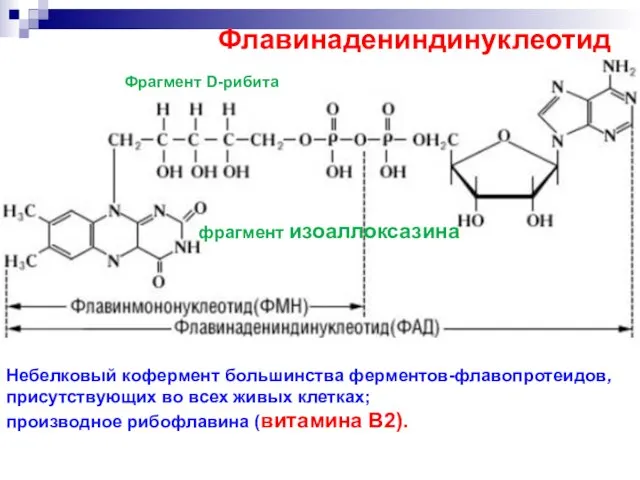 Флавинадениндинуклеотид Небелковый кофермент большинства ферментов-флавопротеидов, присутствующих во всех живых клетках; производное рибофлавина