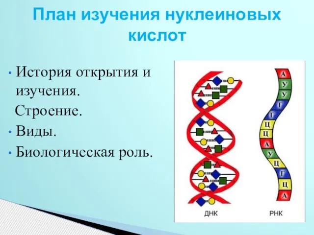 История открытия и изучения. Строение. Виды. Биологическая роль. План изучения нуклеиновых кислот