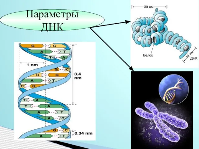 Параметры ДНК