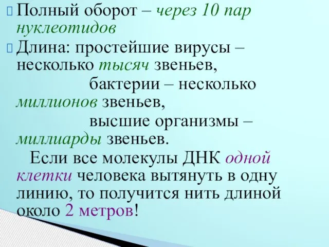 Полный оборот – через 10 пар нуклеотидов Длина: простейшие вирусы – несколько