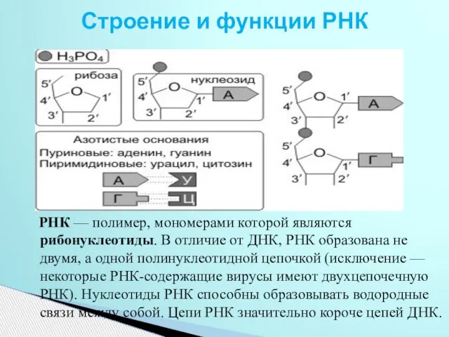 Строение и функции РНК РНК — полимер, мономерами которой являются рибонуклеотиды. В