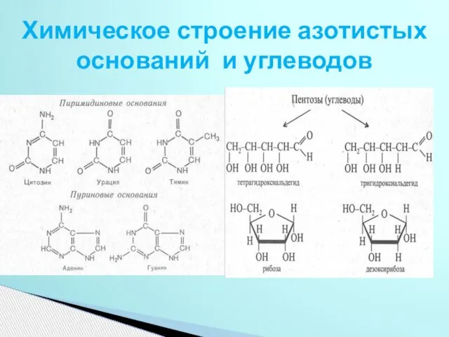 Химическое строение азотистых оснований и углеводов