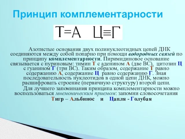 Принцип комплементарности Азотистые основания двух полинуклеотидных цепей ДНК соединяются между собой попарно