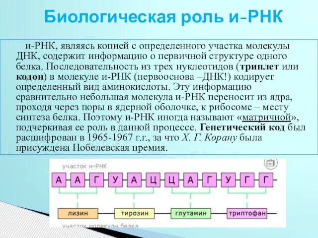 и-РНК, являясь копией с определенного участка молекулы ДНК, содержит информацию о первичной