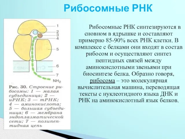 Рибосомные РНК Рибосомные РНК синтезируются в сновном в ядрышке и составляют примерно