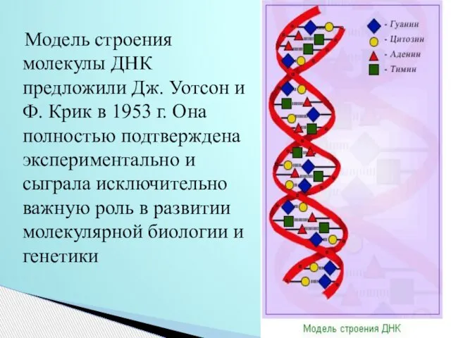 Модель строения молекулы ДНК предложили Дж. Уотсон и Ф. Крик в 1953