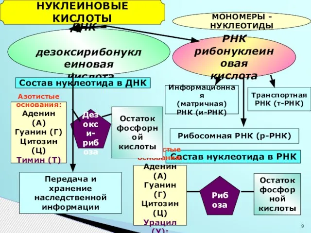 НУКЛЕИНОВЫЕ КИСЛОТЫ МОНОМЕРЫ - НУКЛЕОТИДЫ ДНК – дезоксирибонуклеиновая кислота РНК рибонуклеиновая кислота