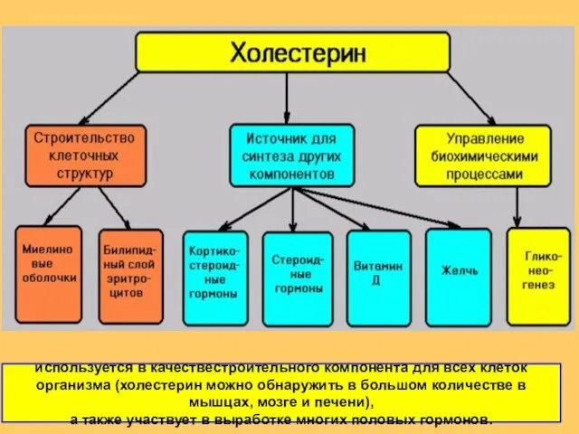 используется в качествестроительного компонента для всех клеток организма (холестерин можно обнаружить в